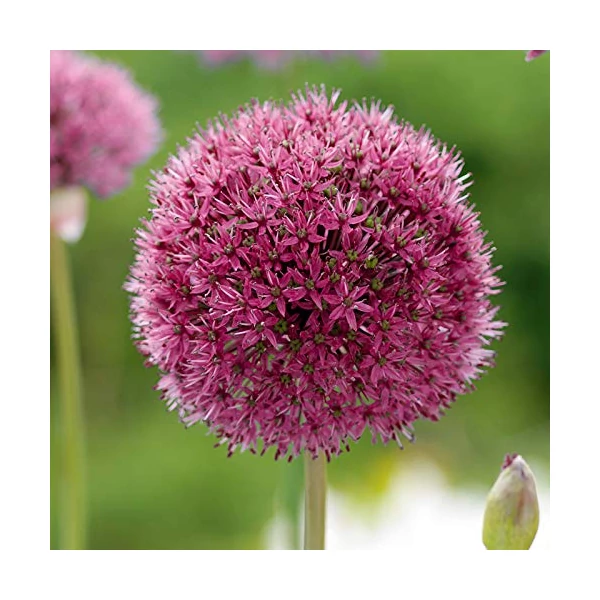Allium 'Ostara' – Díszhagyma