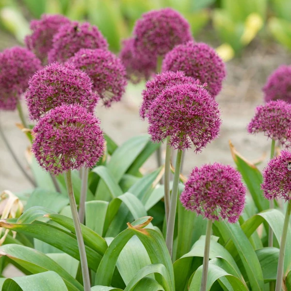Allium 'Ostara' – Díszhagyma