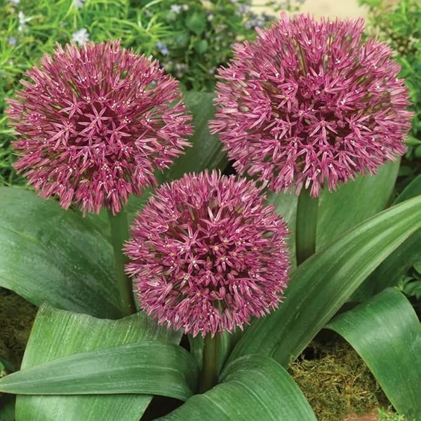 Allium 'Ostara' – Díszhagyma
