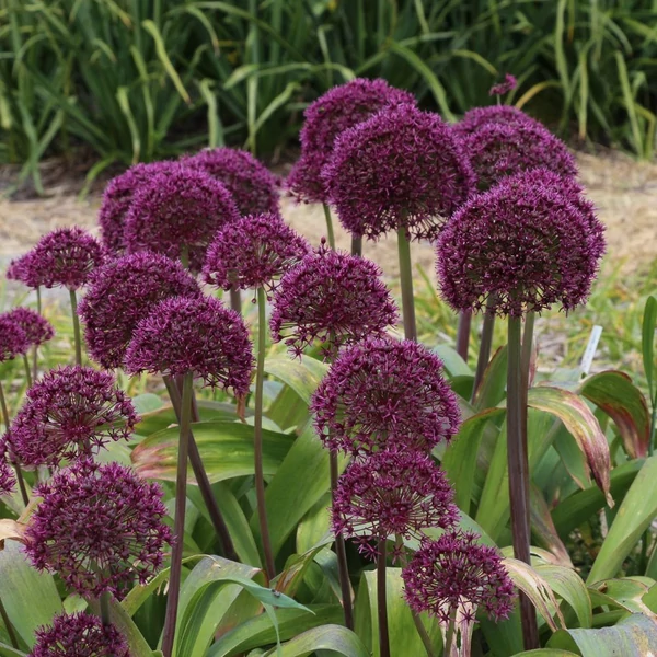 Allium 'Ostara' – Díszhagyma
