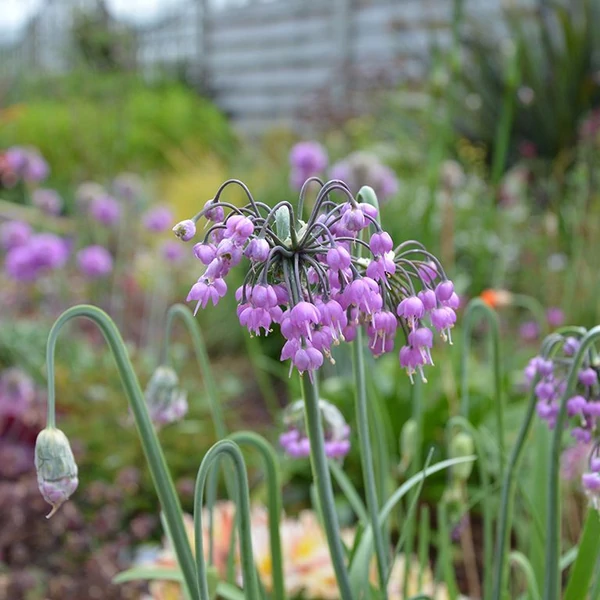 Allium cernuum 'Hidcote' – Díszhagyma