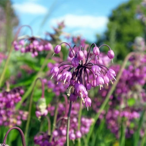 Allium cernuum 'Hidcote' – Díszhagyma