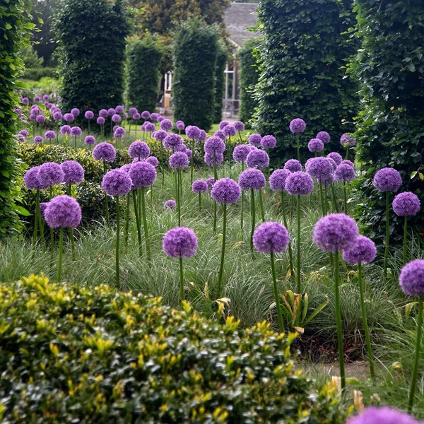 Allium 'Globemaster' - Díszhagyma