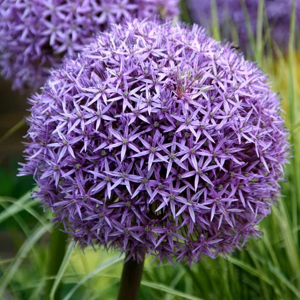 Allium 'Globemaster' - Díszhagyma