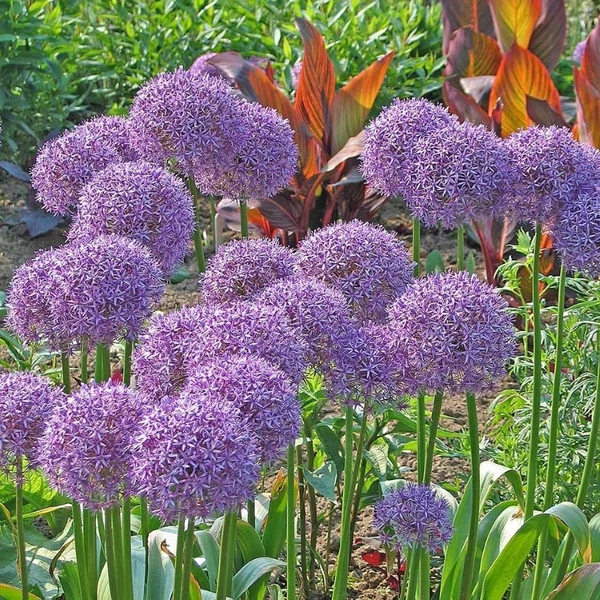 Allium 'Globemaster' - Díszhagyma