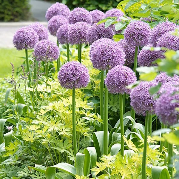 Allium 'Globemaster' - Díszhagyma