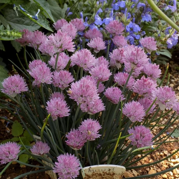 Allium schoenoprasum 'Rising Star' – Metélőhagyma