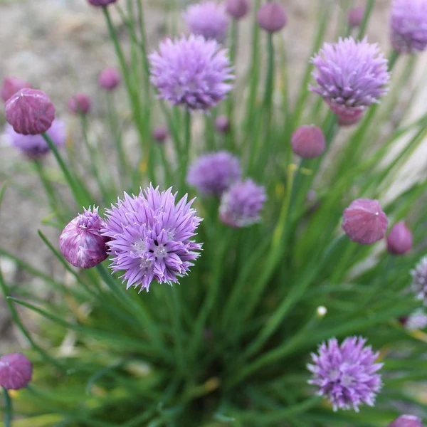 Allium schoenoprasum 'Rising Star' – Metélőhagyma