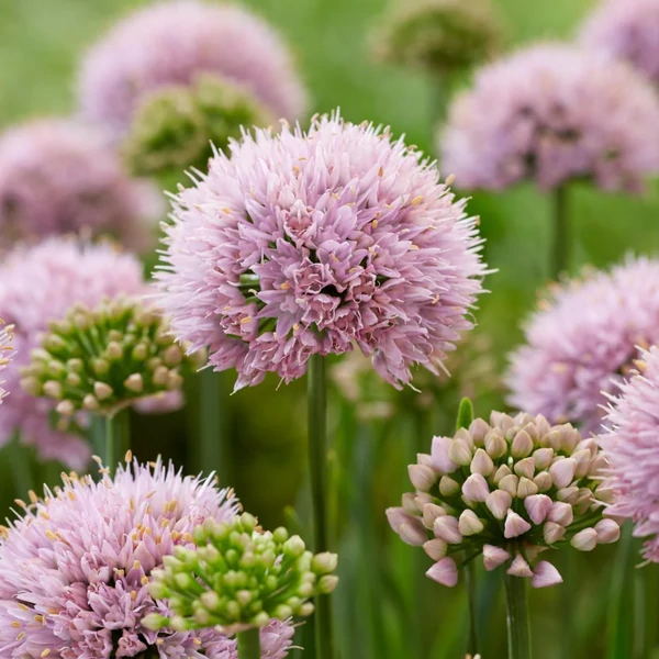 Allium senescens - Díszhagyma