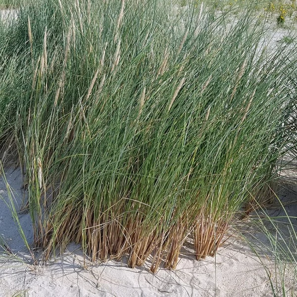 Ammophila breviligulata – Amerikai homoknád, amerikai buckafű