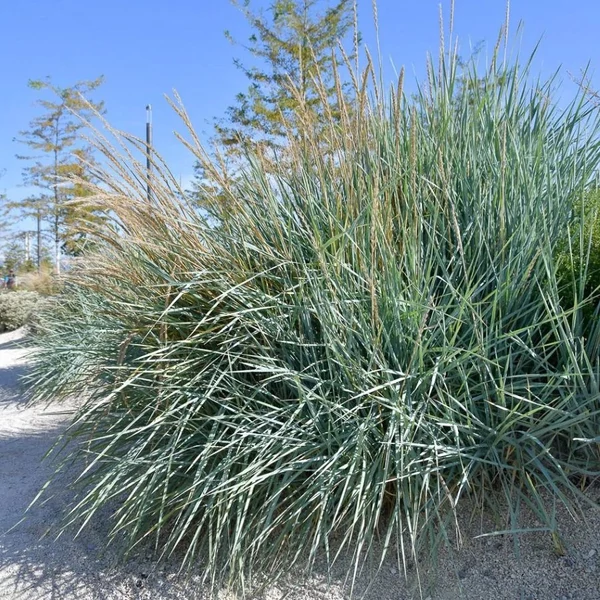Ammophila breviligulata – Amerikai homoknád, amerikai buckafű