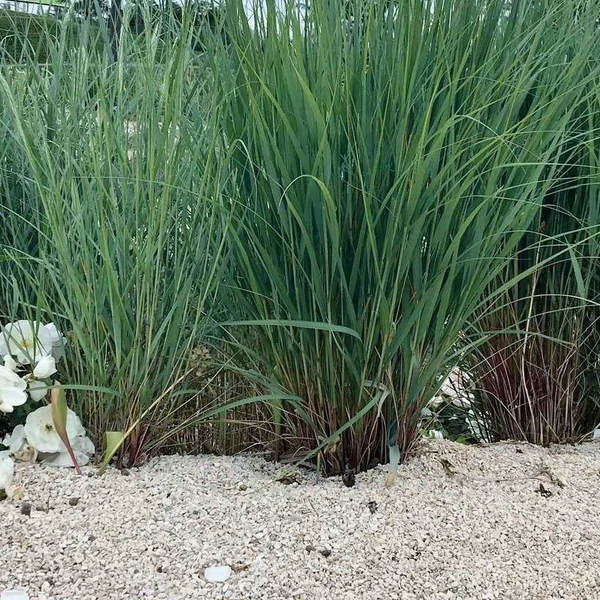 Ammophila breviligulata – Amerikai homoknád, amerikai buckafű