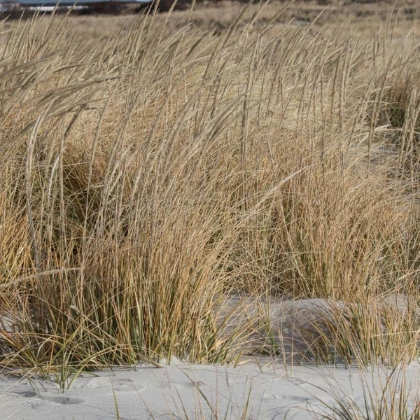 Ammophila breviligulata – Amerikai homoknád, amerikai buckafű