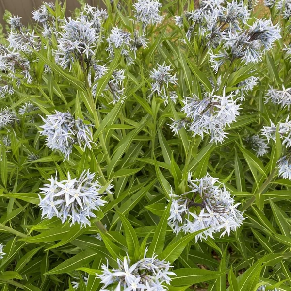 Amsonia illustris – Csillagmeténg