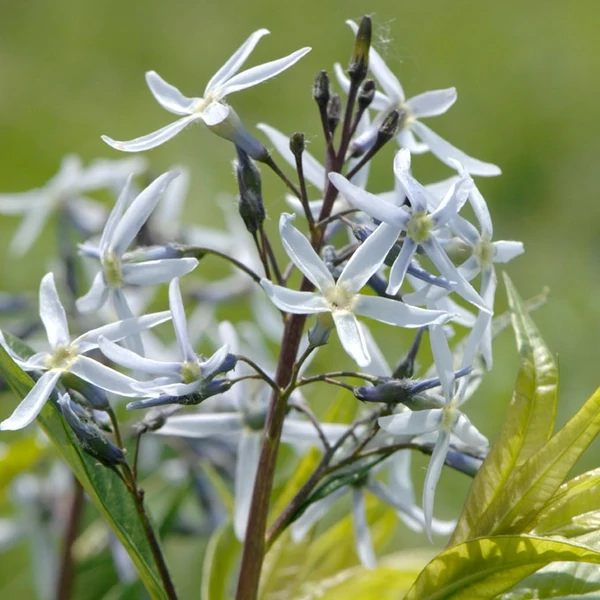Amsonia illustris – Csillagmeténg