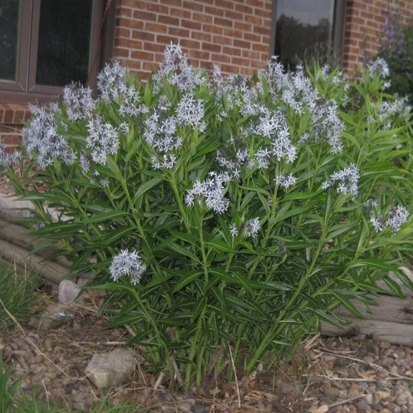 Amsonia illustris – Csillagmeténg