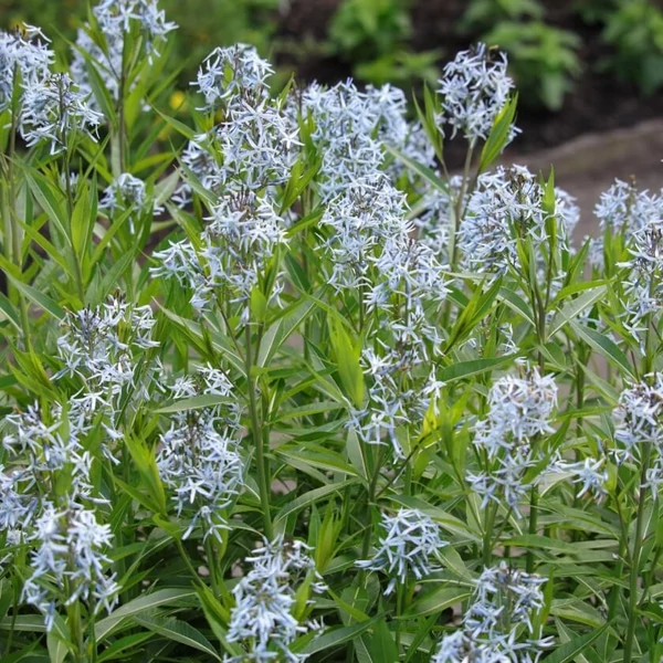 Amsonia illustris – Csillagmeténg