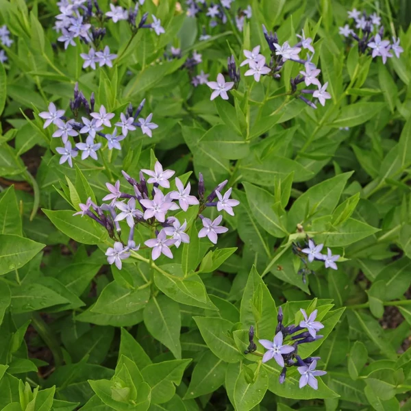 Amsonia orientalis – Csillagmeténg