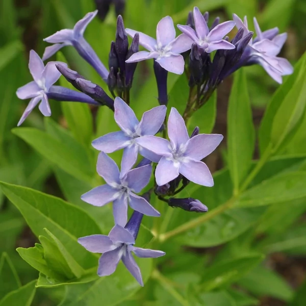 Amsonia orientalis – Csillagmeténg