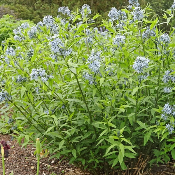 Amsonia tabernaemontana – Széleslevelű csillagmeténg, Amson-virág
