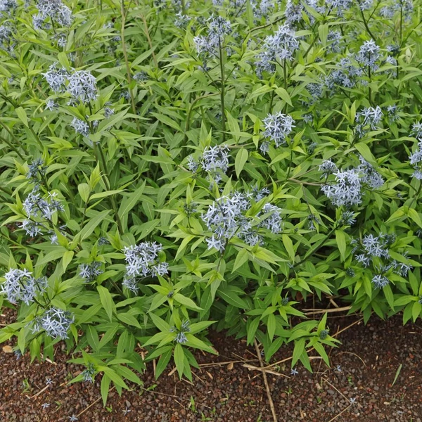 Amsonia tabernaemontana – Széleslevelű csillagmeténg, Amson-virág