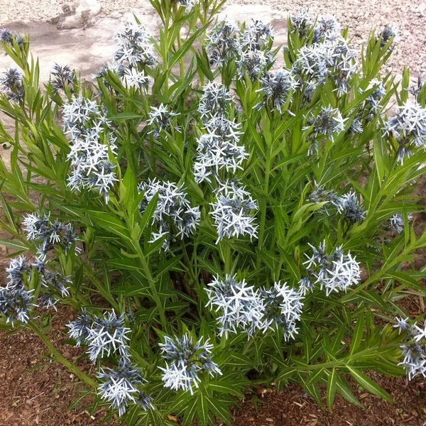Amsonia tabernaemontana – Széleslevelű csillagmeténg, Amson-virág