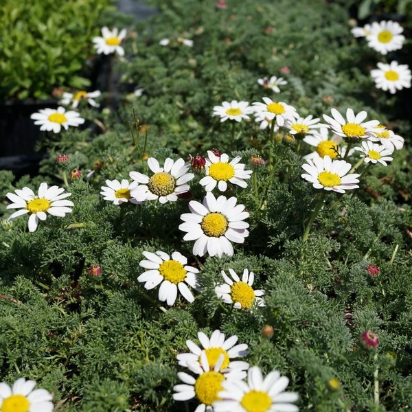 Anacyclus pyrethrum depressus - Hamvas törpemargitvirág