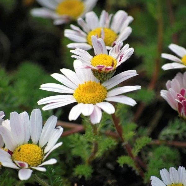 Anacyclus pyrethrum depressus - Hamvas törpemargitvirág