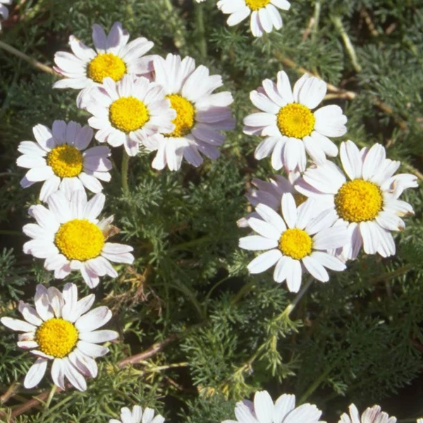 Anacyclus pyrethrum depressus - Hamvas törpemargitvirág