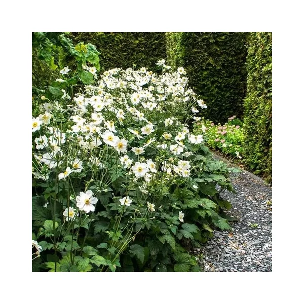 Anemone x hybrida 'Whirlwind' – Hibrid szellőrózsa
