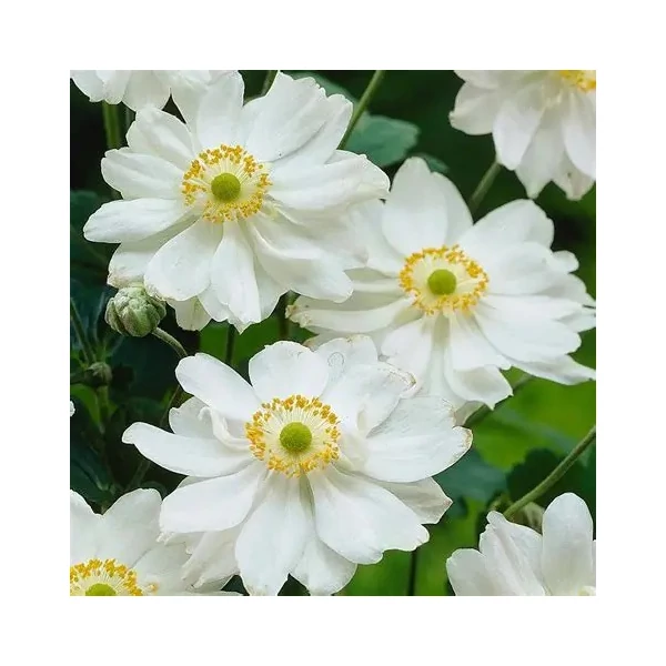 Anemone x hybrida 'Whirlwind' – Hibrid szellőrózsa