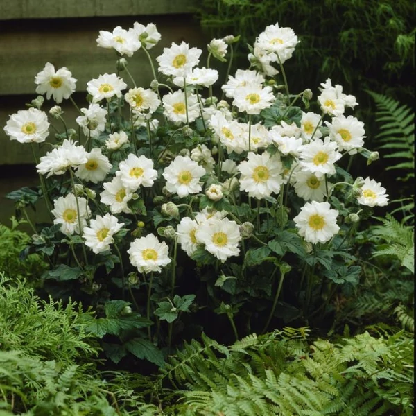 Anemone x hybrida 'Whirlwind' – Hibrid szellőrózsa