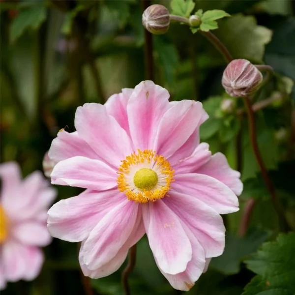 Anemone x hybrida 'Garden Breeze Whirlwind Pink' – Hibrid szellőrózsa