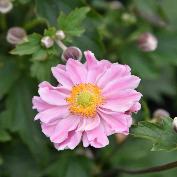 Anemone x hybrida 'Garden Breeze Whirlwind Pink' – Hibrid szellőrózsa