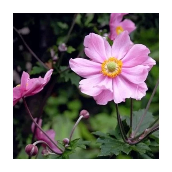 Anemone x hybrida 'Garden Breeze Whirlwind Pink' – Hibrid szellőrózsa
