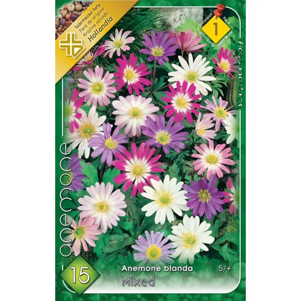 Anemone blanda - Csinos szellőrózsa, színkeverék