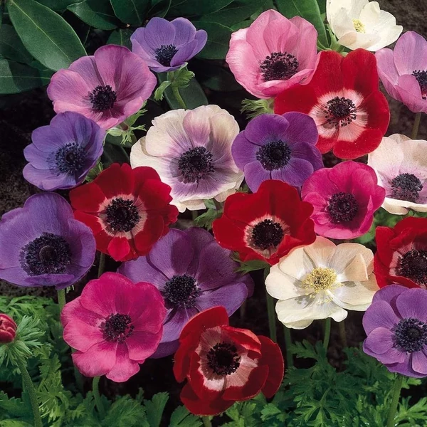 Anemone de Caen' - Koronás szellőrózsa, színkeverék