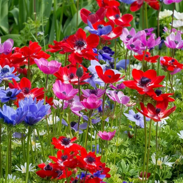 Anemone de Caen' - Koronás szellőrózsa, színkeverék