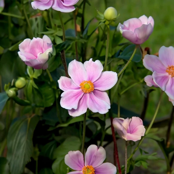 Anemone 'Fantasy Belle'® – Szellőrózsa