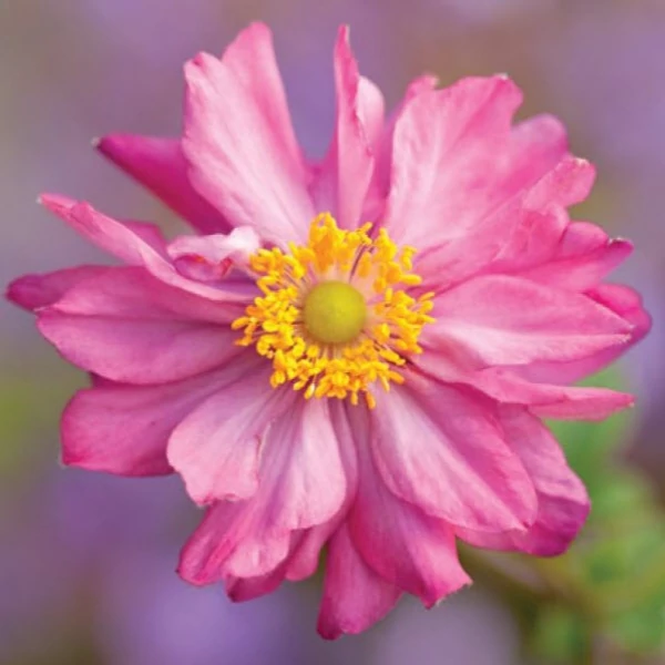 Anemone 'Fantasy Belle'® – Szellőrózsa