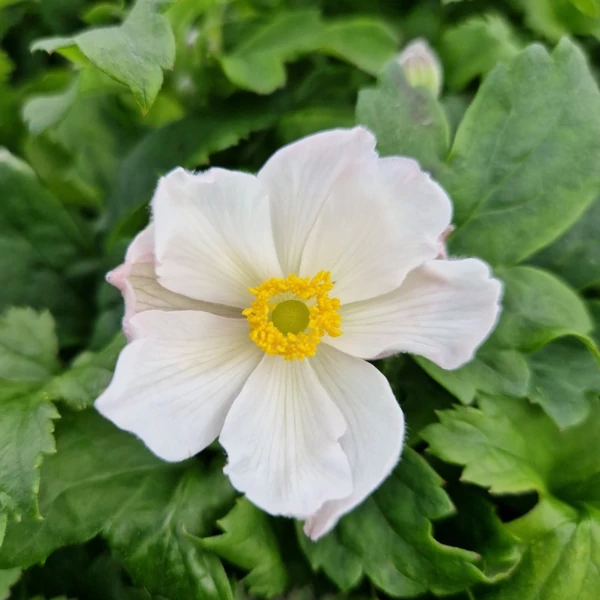 Anemone 'Fantasy Elsa'® – Szellőrózsa