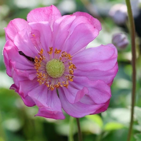 Anemone x hybrida 'Margarete' – Hibrid szellőrózsa