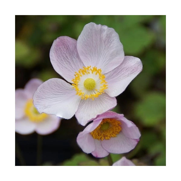 Anemone hupehensis 'Ouvertüre' – Őszi szellőrózsa; kínai szellőrózsa