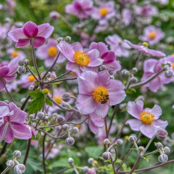 Anemone hupehensis 'Praecox' – Őszi szellőrózsa, kínai szellőrózsa