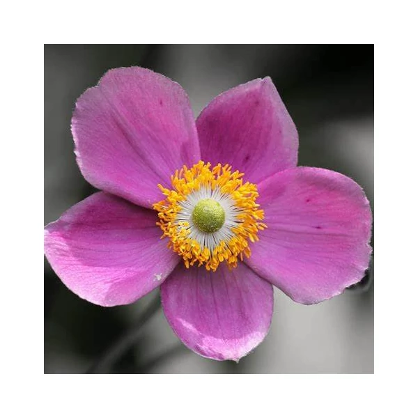 Anemone hupehensis 'Praecox' – Őszi szellőrózsa, kínai szellőrózsa