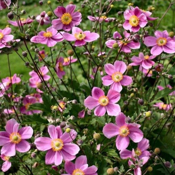 Anemone hupehensis 'Praecox' – Őszi szellőrózsa, kínai szellőrózsa