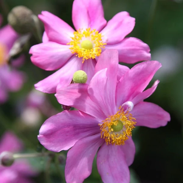 Anemone hupehensis 'Prinz Heinrich' – Őszi szellőrózsa, kínai szellőrózsa