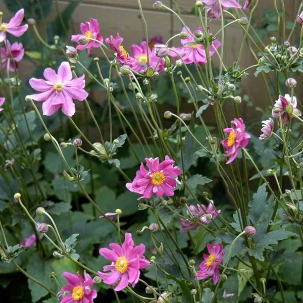 Anemone hupehensis 'Prinz Heinrich' – Őszi szellőrózsa, kínai szellőrózsa
