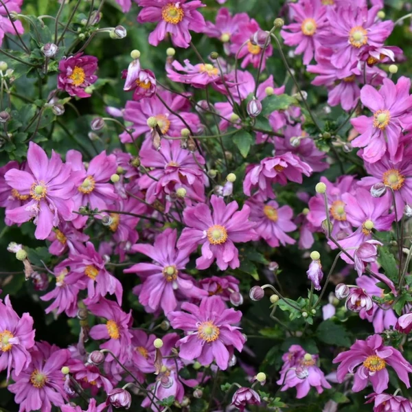 Anemone hupehensis 'Prinz Heinrich' – Őszi szellőrózsa, kínai szellőrózsa