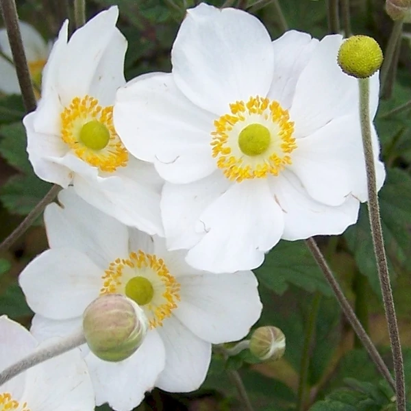 Anemone × hybrida 'Honorine Jobert' - Szellőrózsa